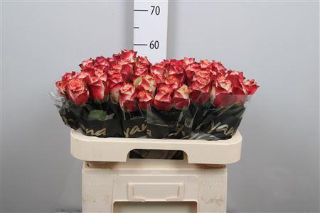332055b3-2be1-4bbe-80fe-3d4b1c68ef02.jpg