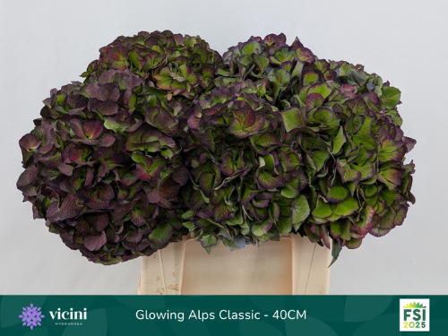 Hydrangea macrophylla Glowing Alps (paars classic)