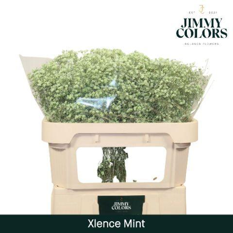 Gypsophila overig kleurbehandeld H%