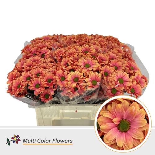 Chrysanthemum Indicum Grp tros kas kleurbehandeld H%