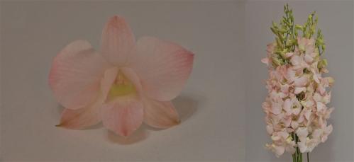 Dendrobium overig