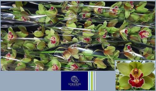Cymbidium grootbloemig per tak 'Rosaline'
