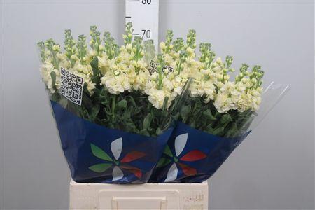 Matthiola incana 'Iron Yellow'