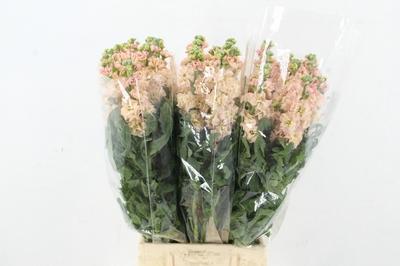 Matthiola incana 'Iron Apricot'