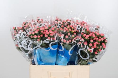 Hypericum androsaemum Coco Tiamo