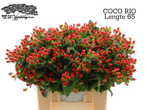 Hypericum Coco Rio