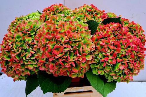 Hydrangea macrophylla 'Ivoor' (classic)