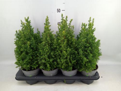 Chamaecyparis thyoides 'Top Point'