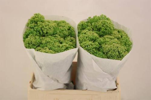 Sedum spectabile