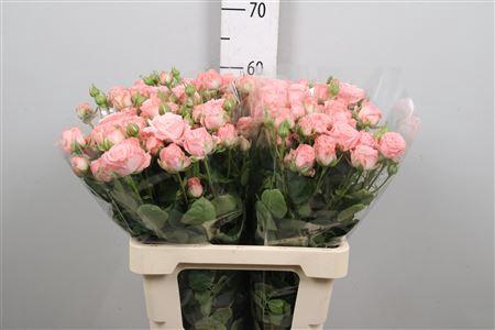 Rosa tros Madam Bombastic