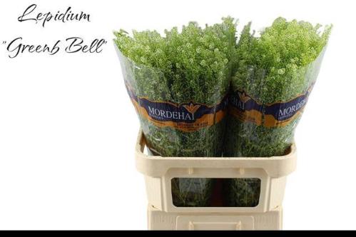 Thlaspi Green Bell
