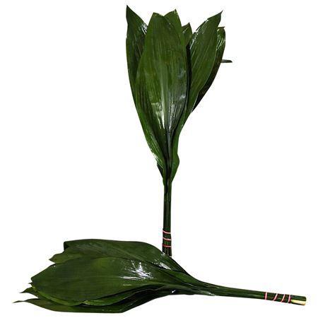 Aspidistra elatior per bos