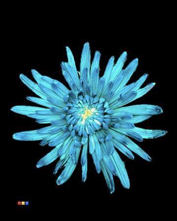 Chrysanthemum (Indicum Grp) geplozen Topspin kleurbehandeld H%