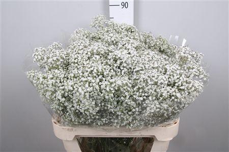 Gypsophila paniculata 'Million Stars'