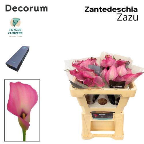 Zantedeschia 'Zazu'