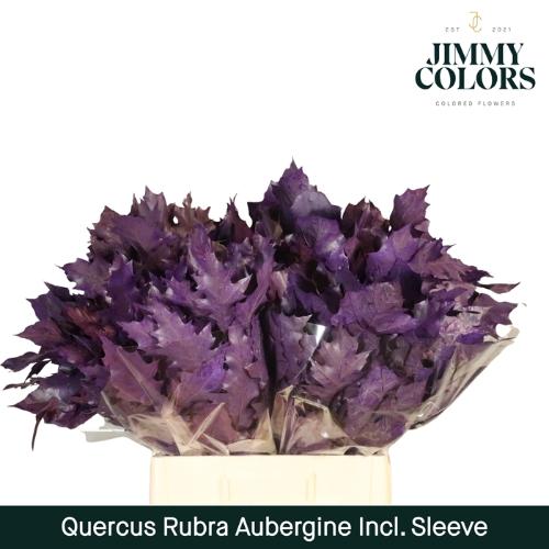 Quercus rubra kleurbehandeld H%