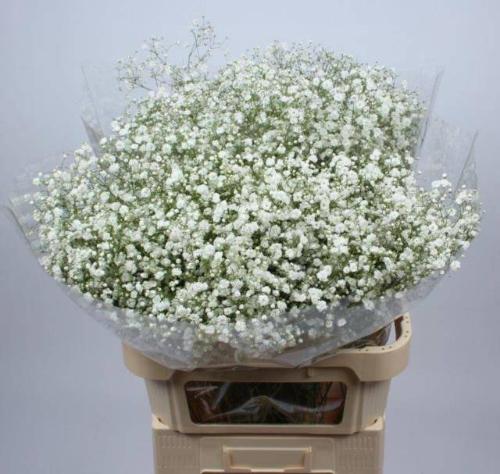 Gypsophila paniculata Xlence