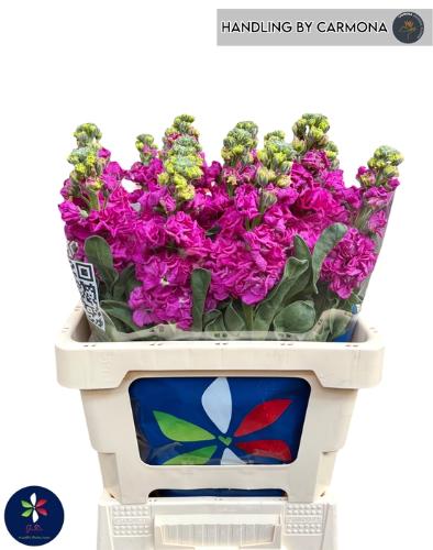 Matthiola incana 'Iron Rose'