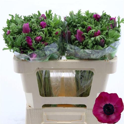 Anemone coronaria 'Galil Purper'