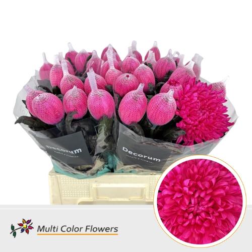 Chrysanthemum (Indicum Grp) geplozen Antonov kleurbehandeld H%