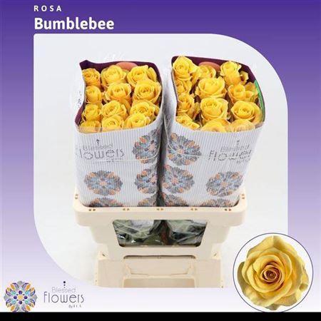 Rosa grootbloemig Bumblebee