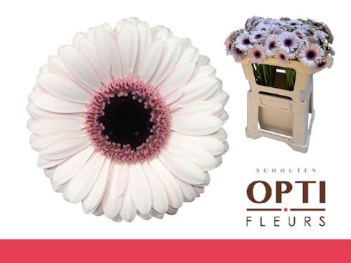 Gerbera mini Abby Lou