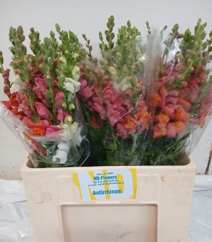 Antirrhinum majus gemengd in bos