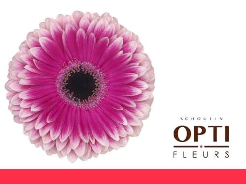 Gerbera grootbloemig 'Prelude'