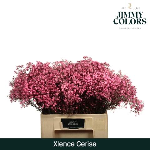 Gypsophila overig kleurbehandeld H%