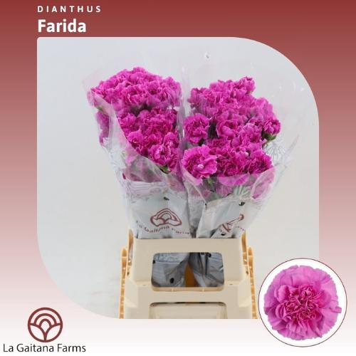 Dianthus standaard 'Farida'