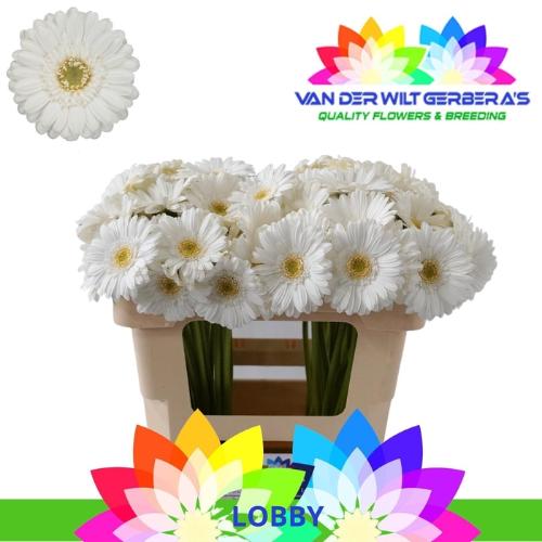 Gerbera mini 'Lobby'