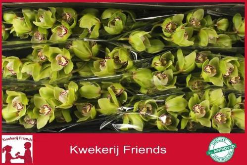 Cymbidium grootbloemig per tak 'Mrs.Robin Hood'