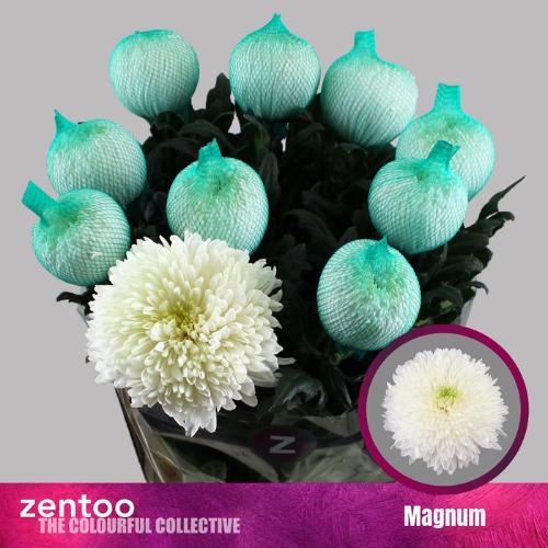 Chrysanthemum Indicum Grp geplozen Magnum