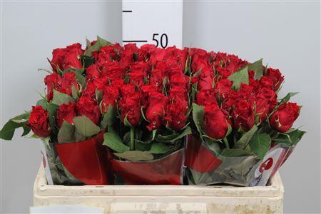 Rosa grootbloemig Red Torch