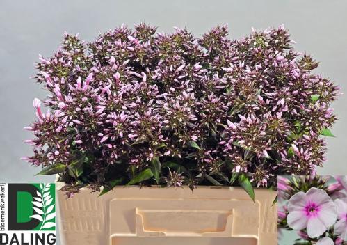 Phlox Paniculata Grp 'Bright Eyes'