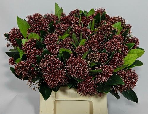 Skimmia per bos japonica 'Rubella'