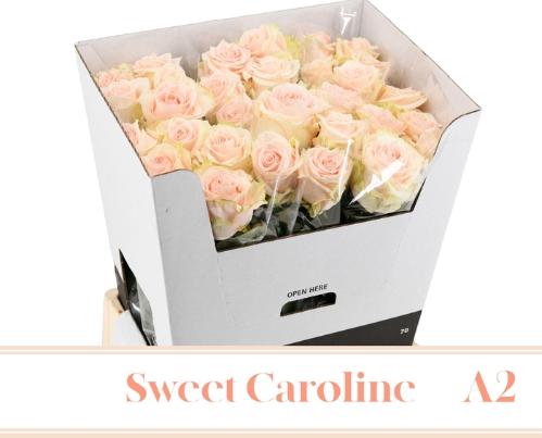 Rosa grootbloemig Sweet Caroline