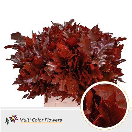 quercus overig kleurbehandeld H%