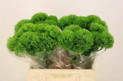 Dianthus barbatus Kiwi Mellow