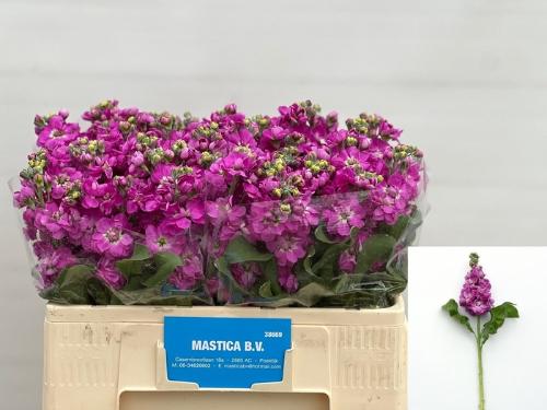 Matthiola incana 'Aida Deep Rose'
