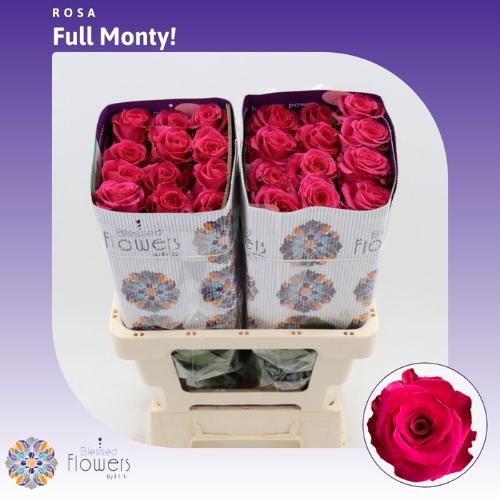 Rosa grootbloemig Full Monty!