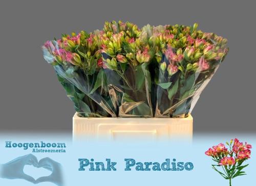 Alstroemeria florinca Pink Paradiso