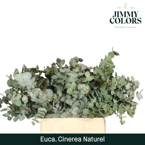 Eucalyptus cinerea