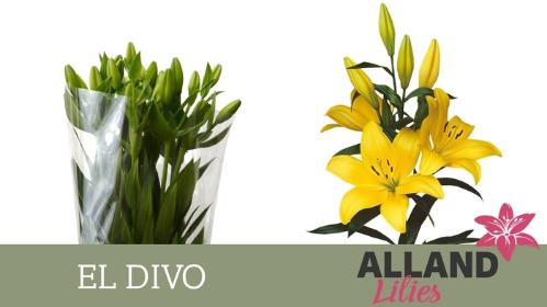 Lilium Longiflorum x Aziatische Grp 'El Divo'