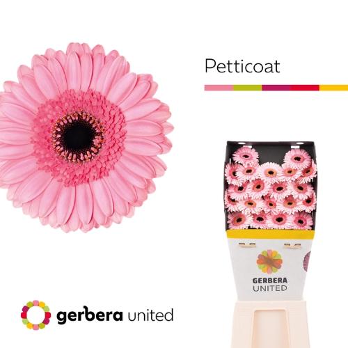 Gerbera mini 'Petticoat'