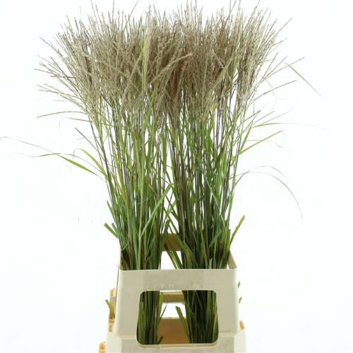 Miscanthus sinensis 'Ferner Osten' (wit)