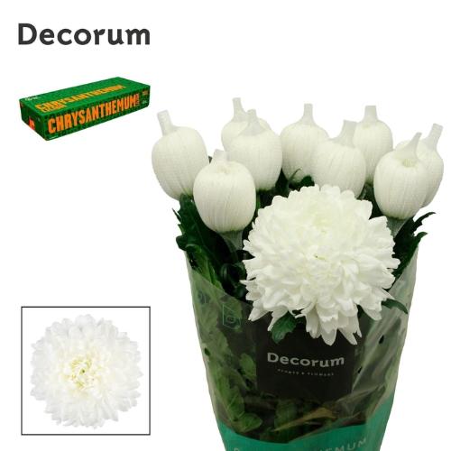 Chrysanthemum Indicum Grp geplozen kas Antonov