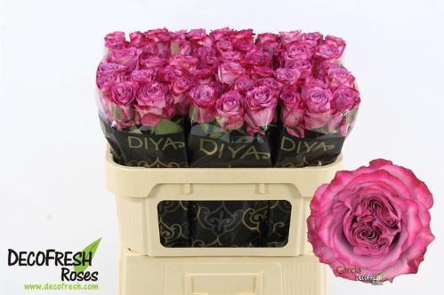 Rosa grootbloemig Garcia+