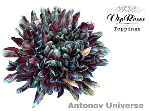 Chrysanthemum (Indicum Grp) geplozen Antonov kleurbehandeld H%