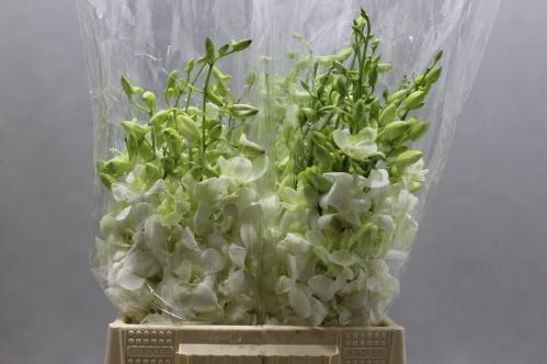 Dendrobium overig